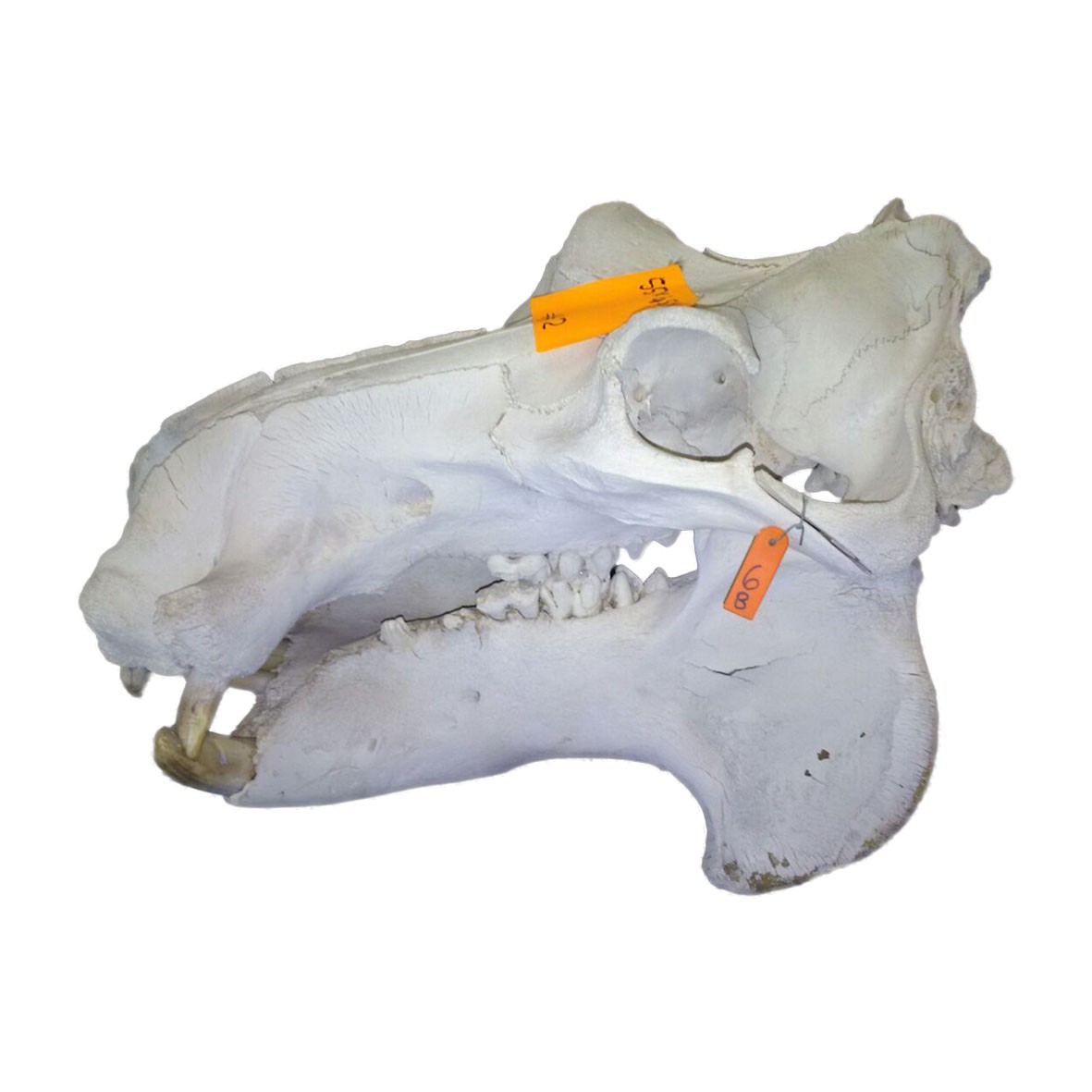 Hippo Skull HS002