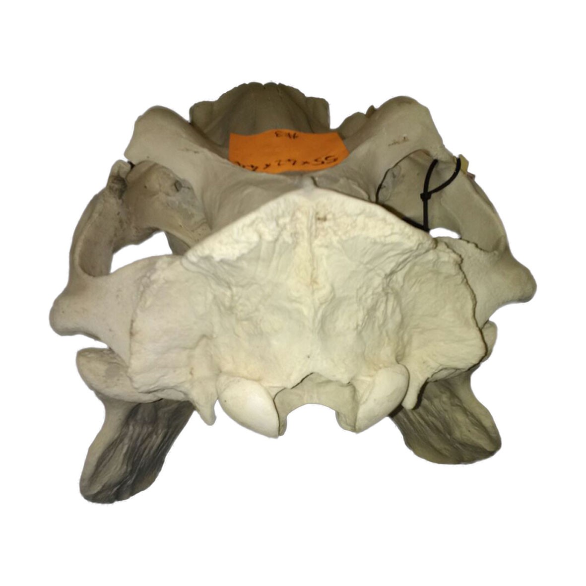 Hippo Skull HS003 - Image 3