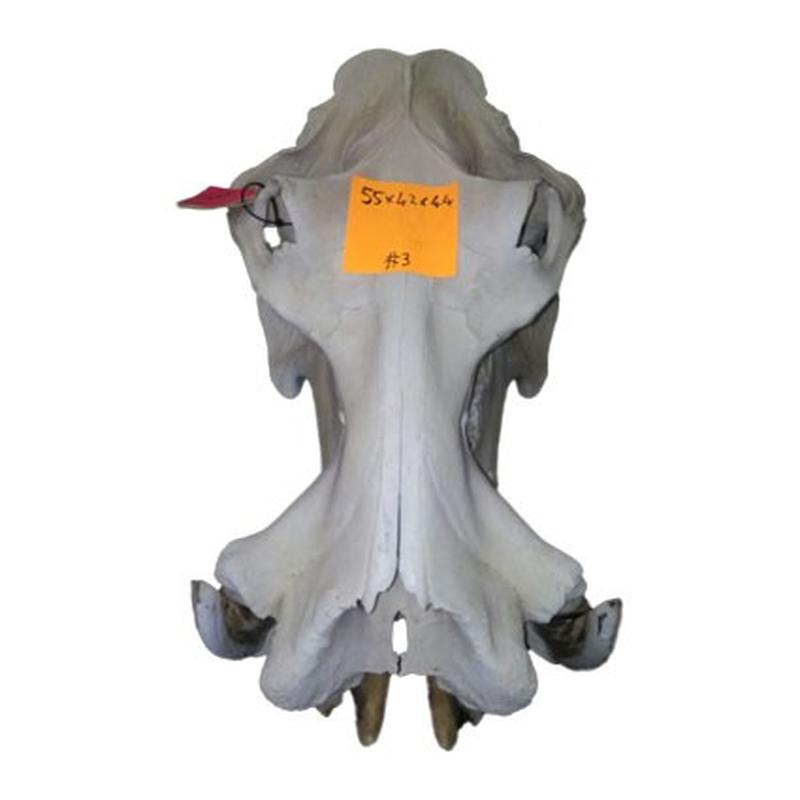 Hippo Skull HS003 - Image 4
