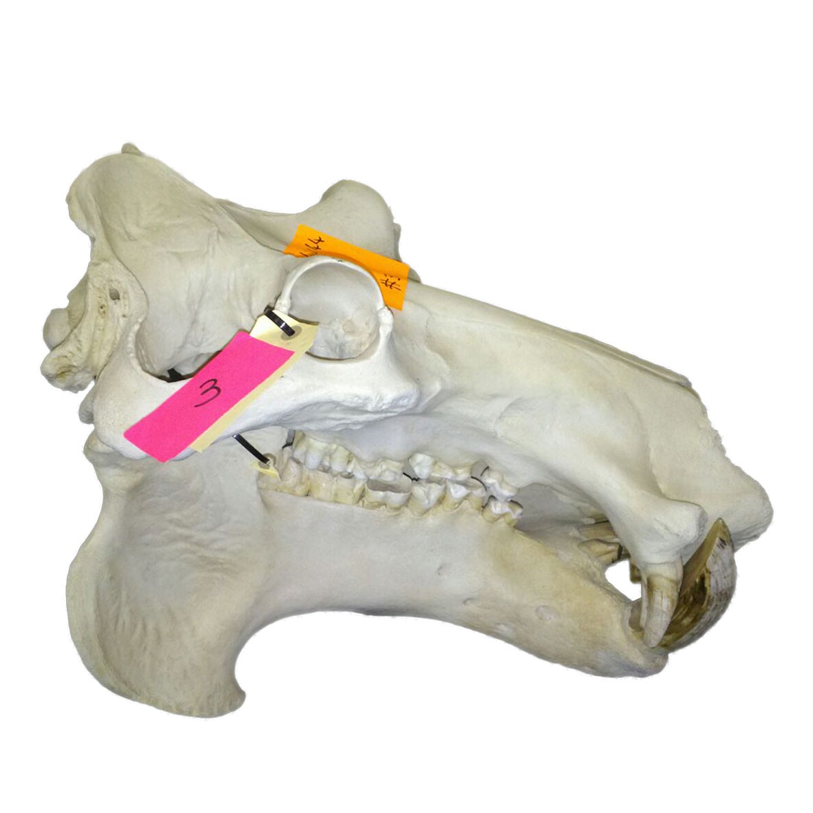 Hippo Skull HS003 - Image 5