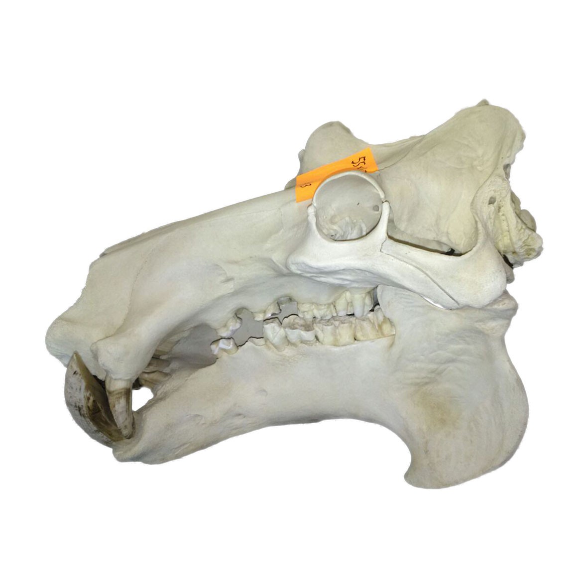 Hippo Skull HS003