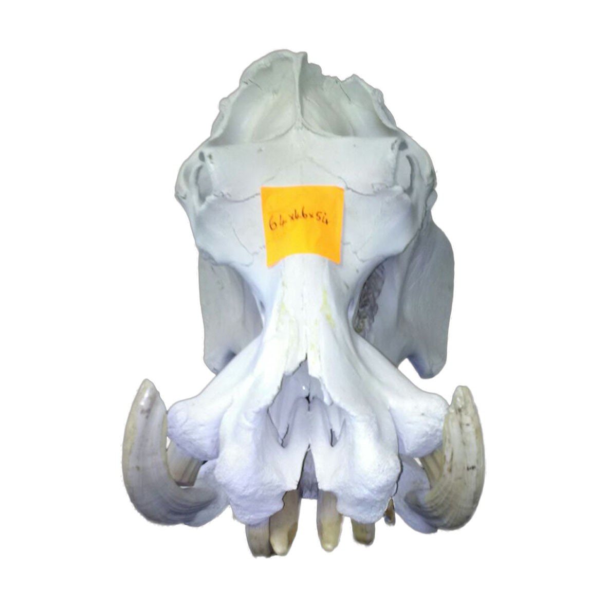 Hippo Skull HS004 - Image 2