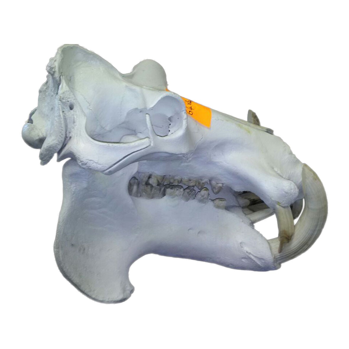 Hippo Skull HS004 - Image 3