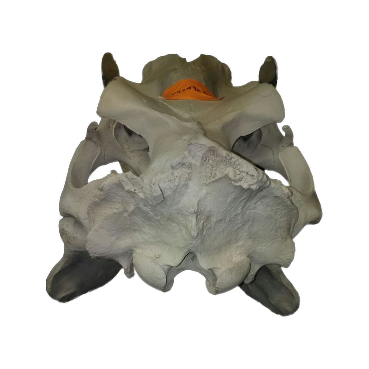 Hippo Skull HS004 - Image 4