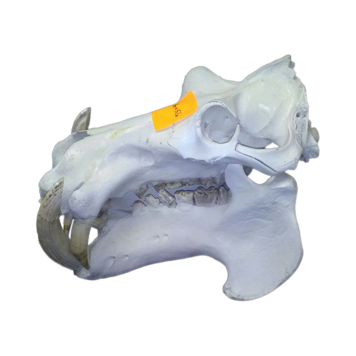 Hippo Skull HS004 - Image 5