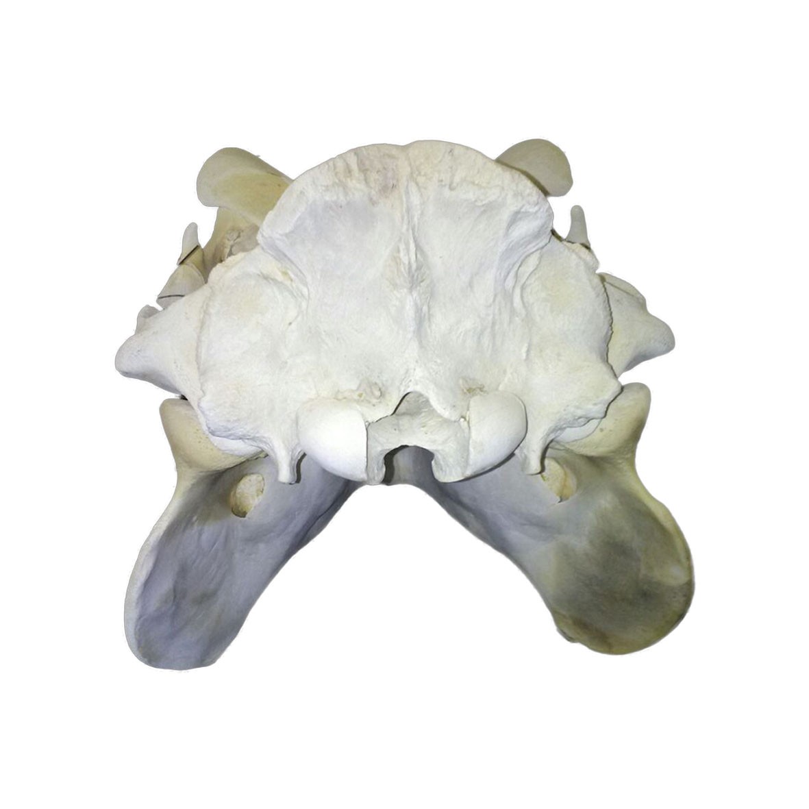 Hippo Skull HS005 - Image 2
