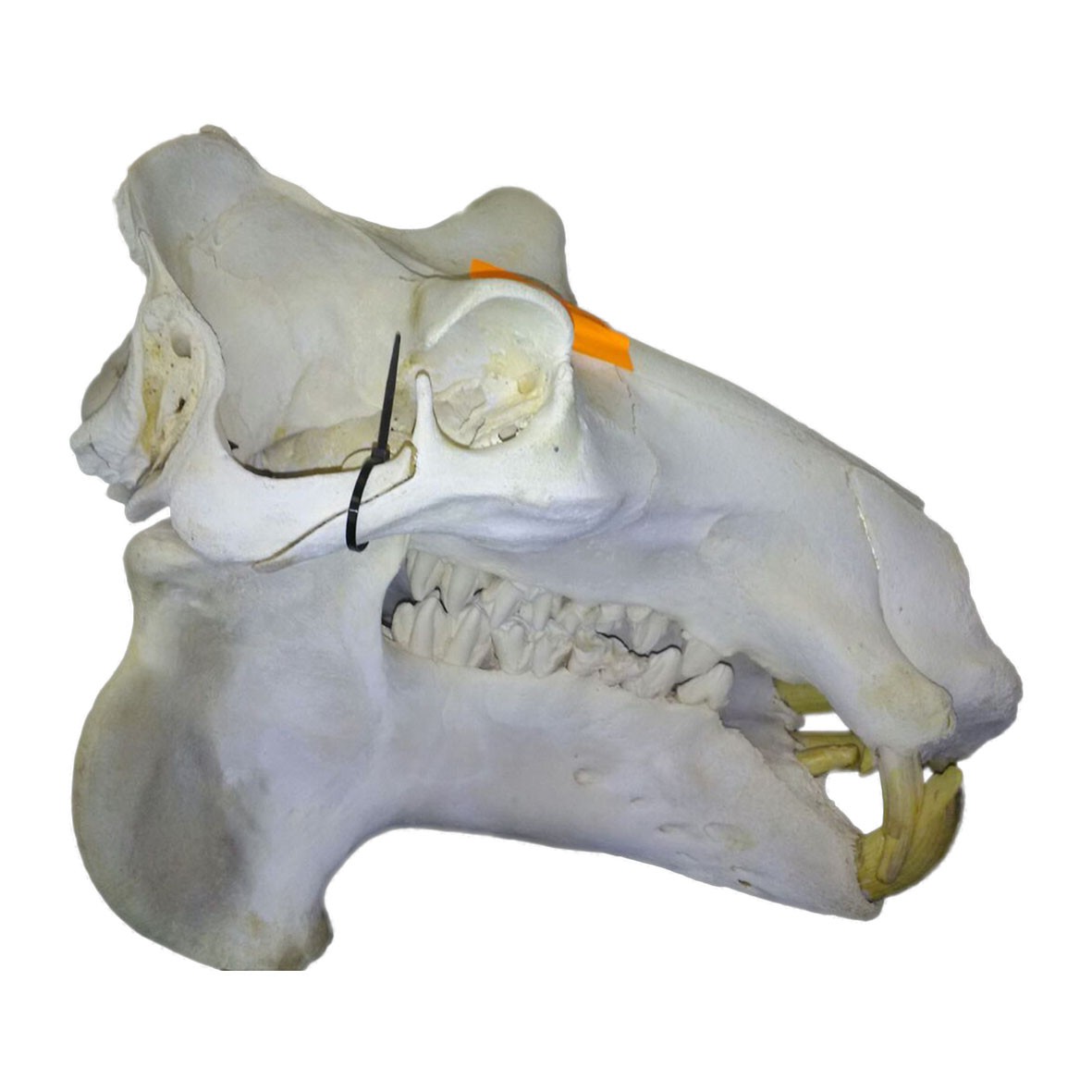 Hippo Skull HS005