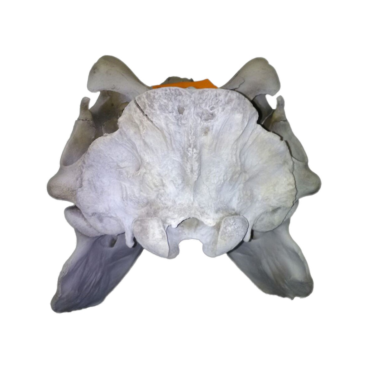 Hippo Skull HS006 - Image 2