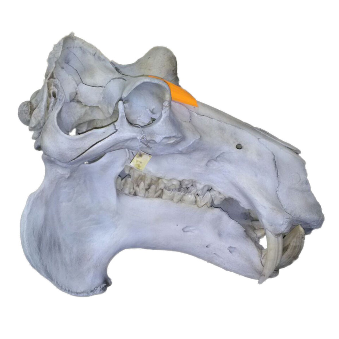 Hippo Skull HS006 - Image 3