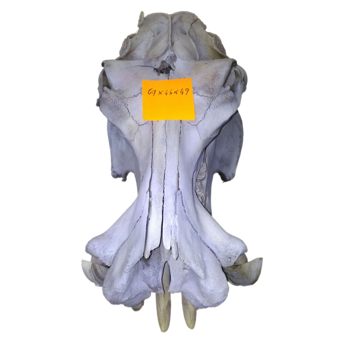 Hippo Skull HS006 - Image 5