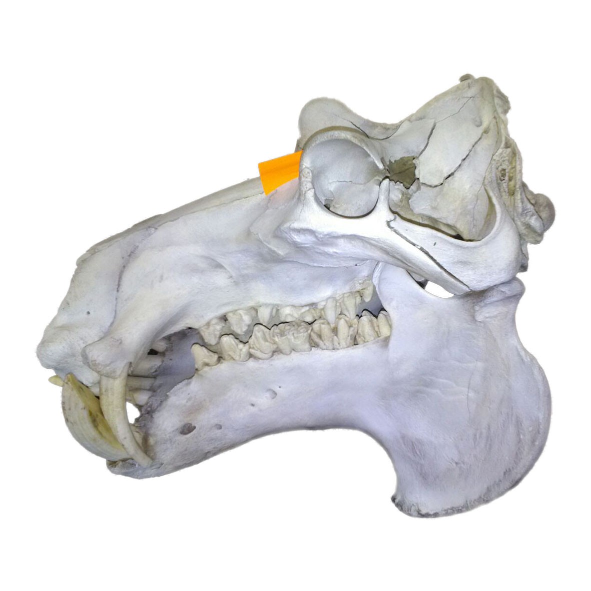 Hippo Skull HS006