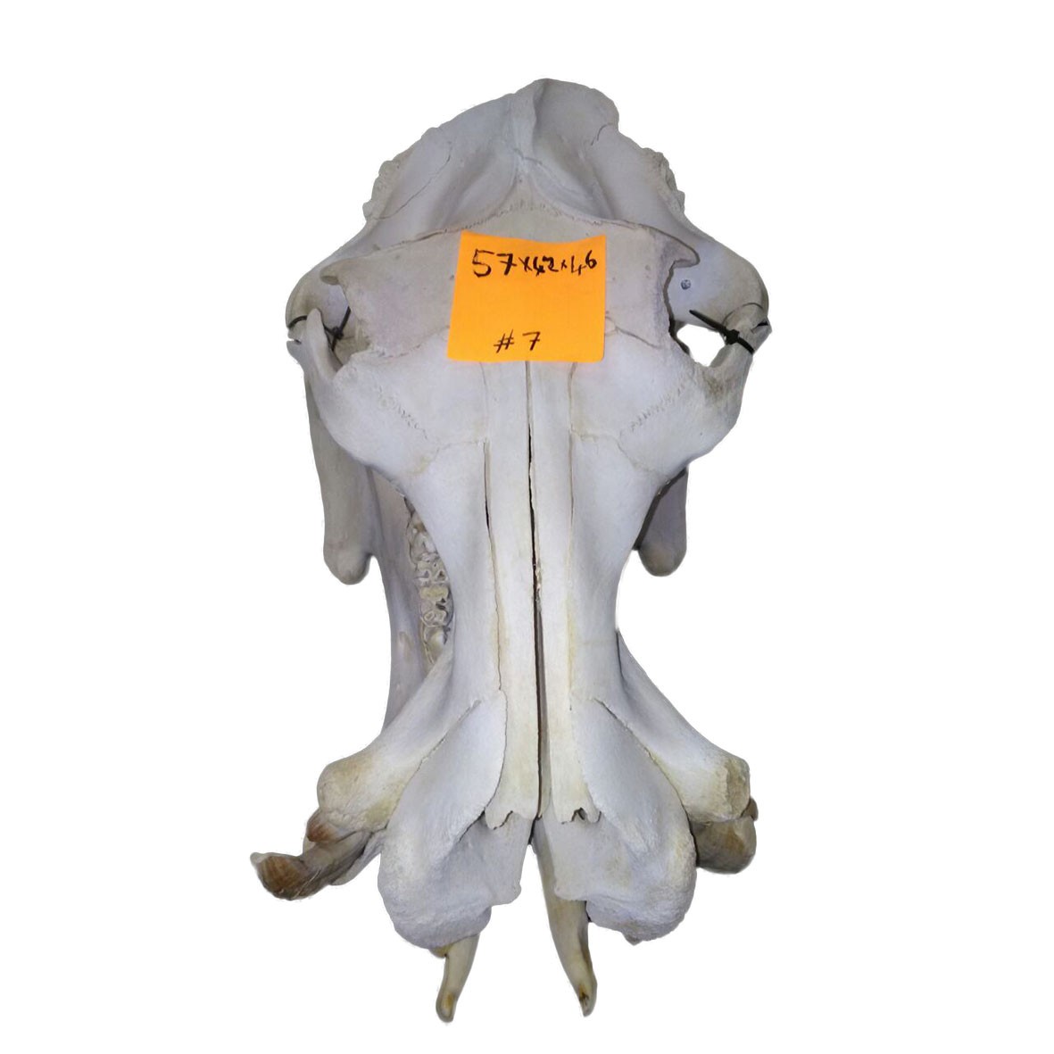 Hippo Skull HS007 - Image 2