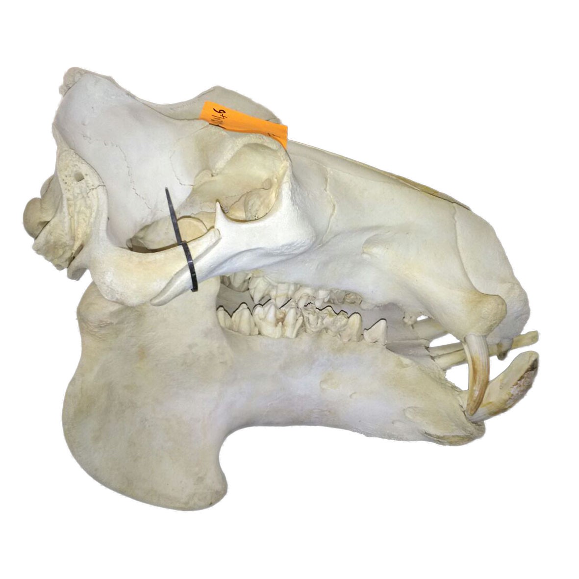 Hippo Skull HS007 - Image 3