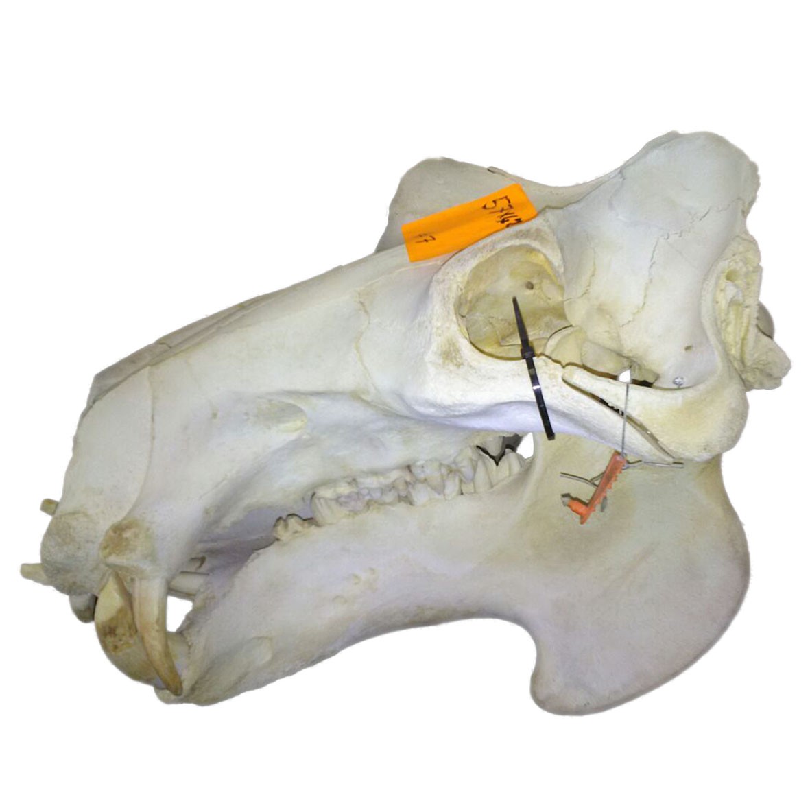 Hippo Skull HS007 - Image 4
