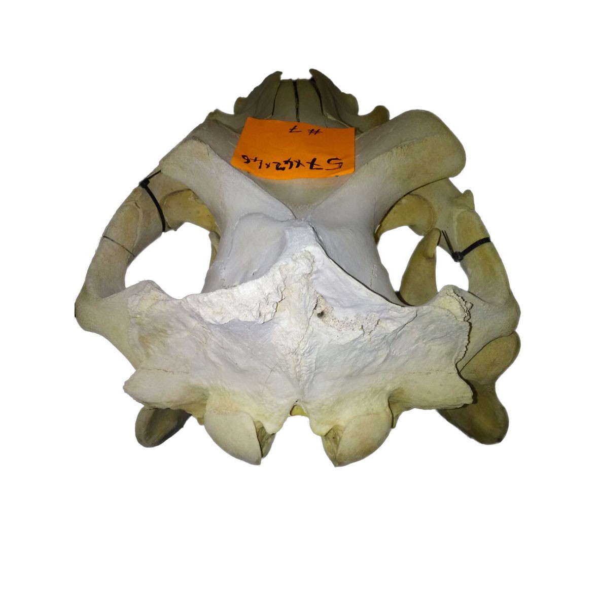 Hippo Skull HS007 - Image 5