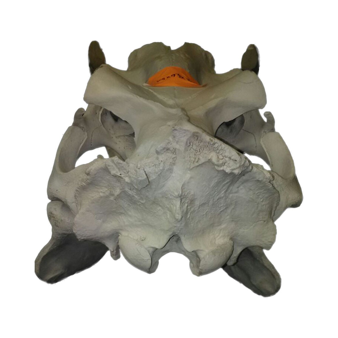 Hippo Skull HS008 - Image 2