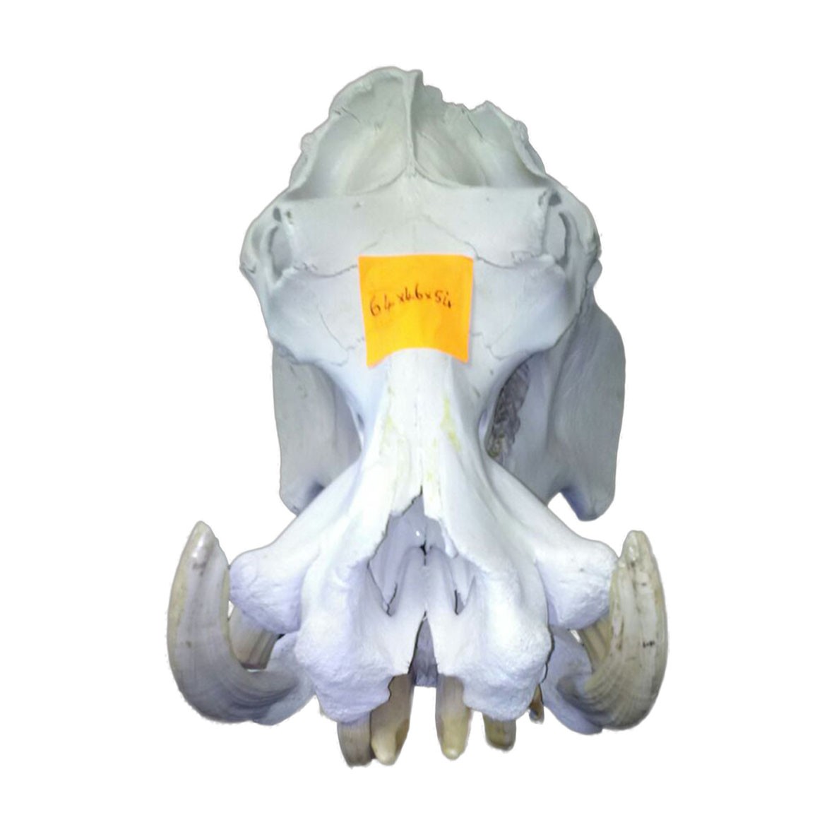 Hippo Skull HS008 - Image 3