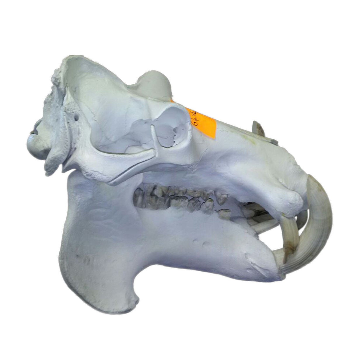 Hippo Skull HS008 - Image 4