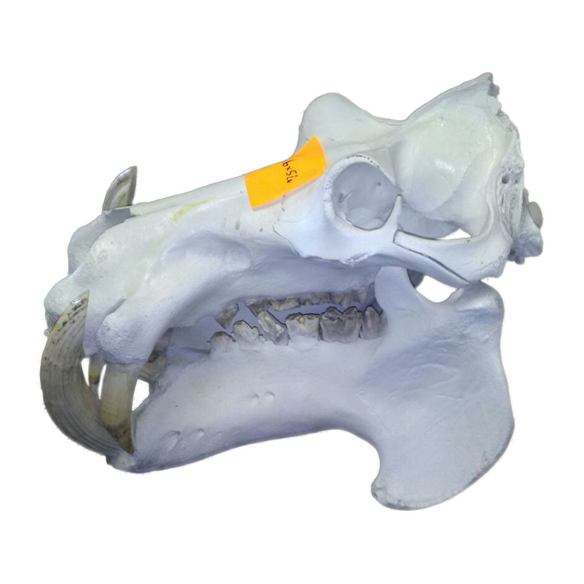 Hippo Skull HS008