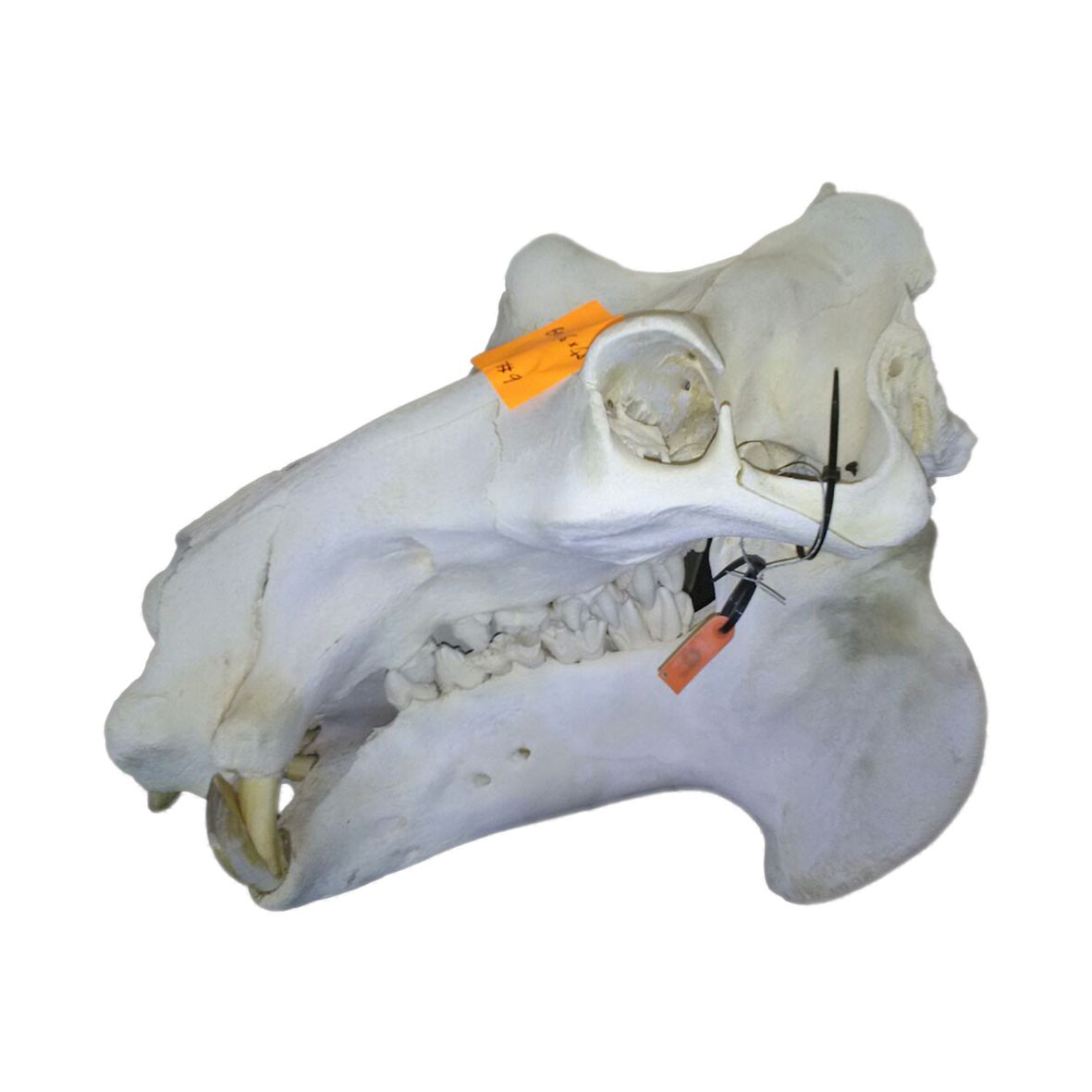 Hippo Skull HS009