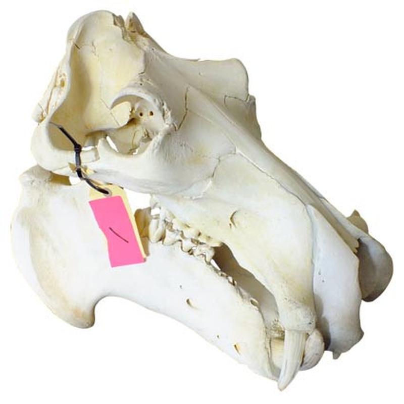 Hippo Skull HS01 - Image 2