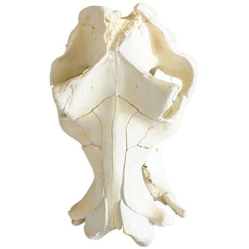 Hippo Skull HS01 - Image 3
