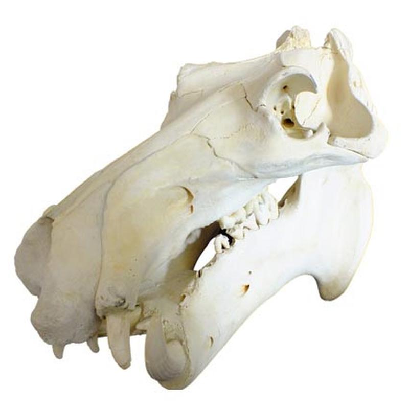 Hippo Skull HS01 - Image 4