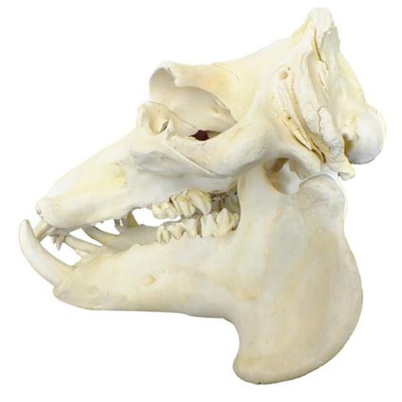 Hippo Skull HS01 - Image 5