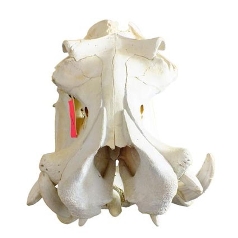 Hippo Skull HS01