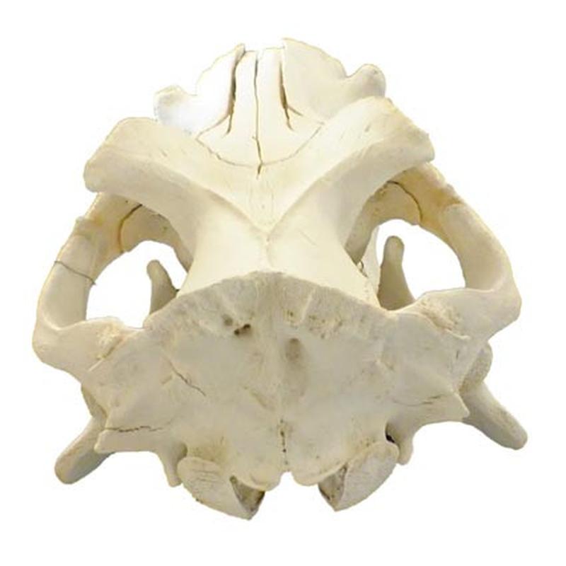 Hippo Skull HS02 - Image 2