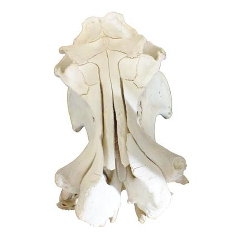 Hippo Skull HS02 - Image 3