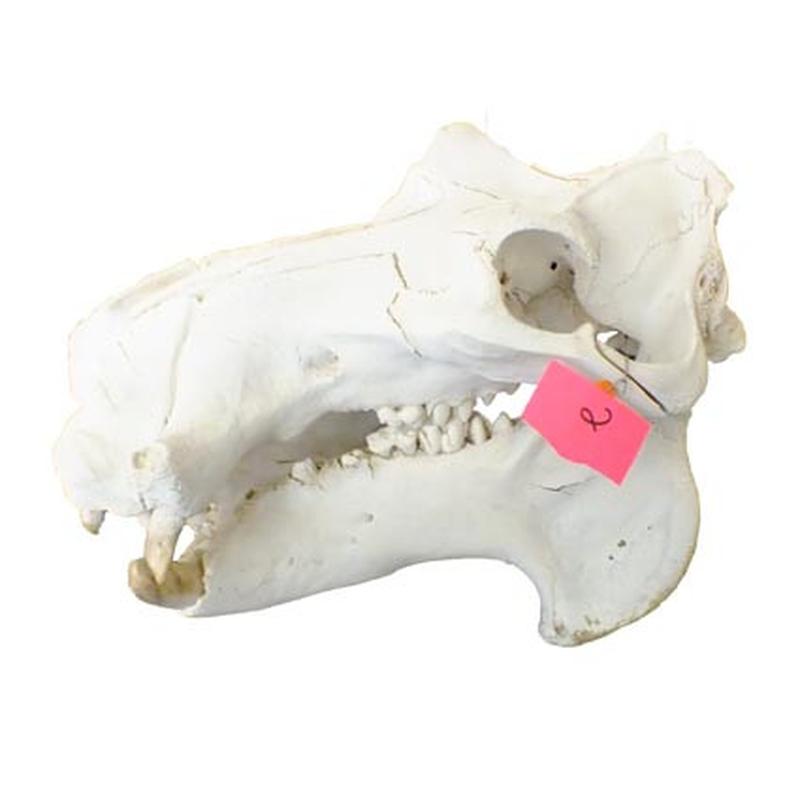 Hippo Skull HS02 - Image 4