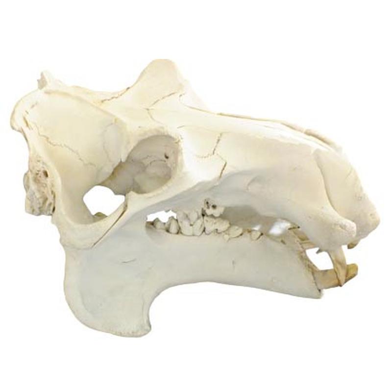 Hippo Skull HS02