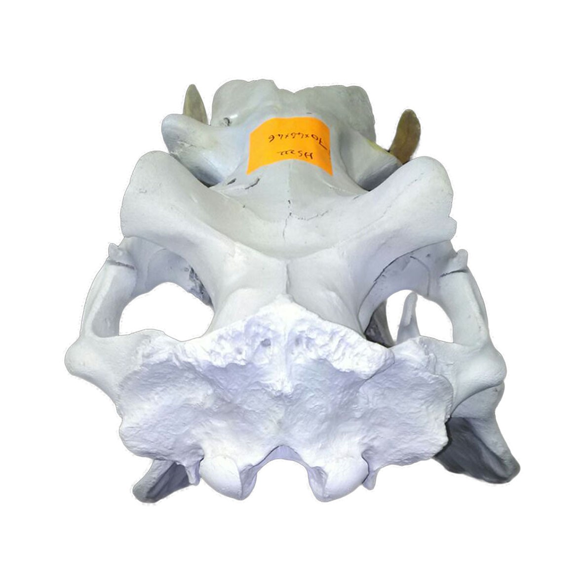 Hippo Skull HS0222 - Image 2