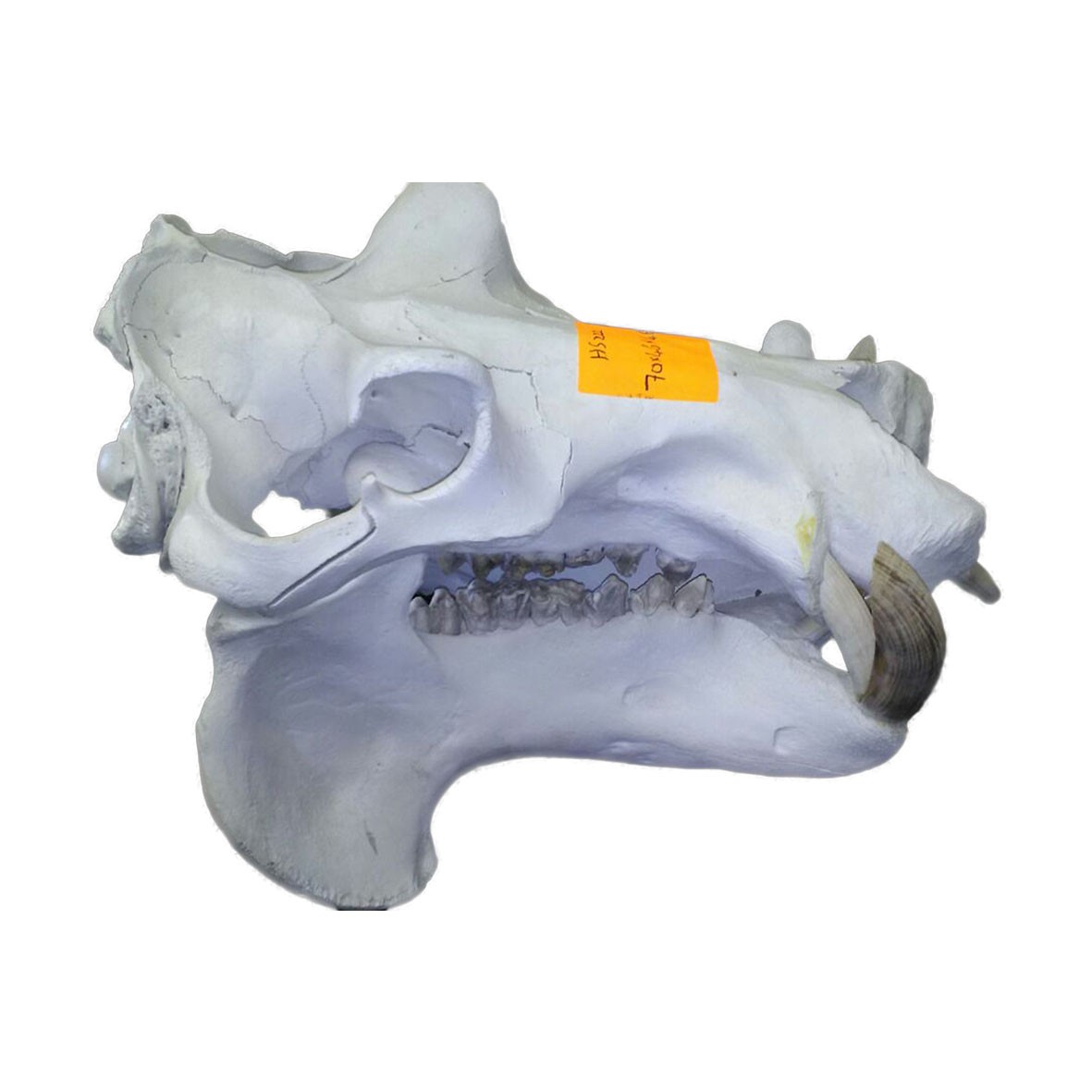 Hippo Skull HS0222 - Image 3