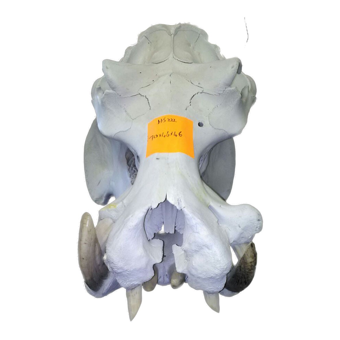 Hippo Skull HS0222 - Image 4