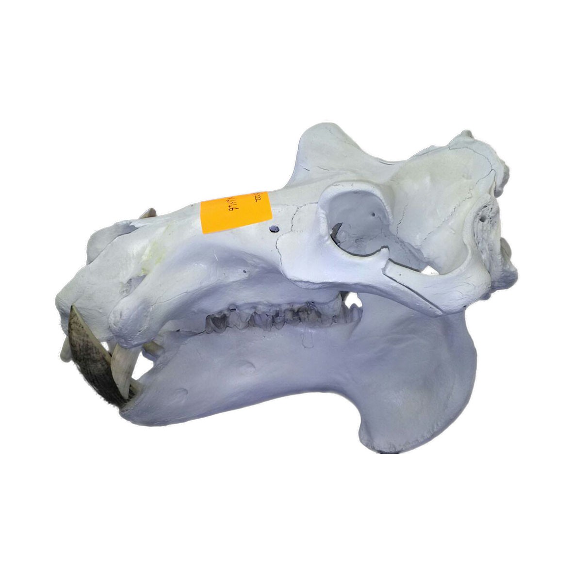 Hippo Skull HS0222 - Image 5