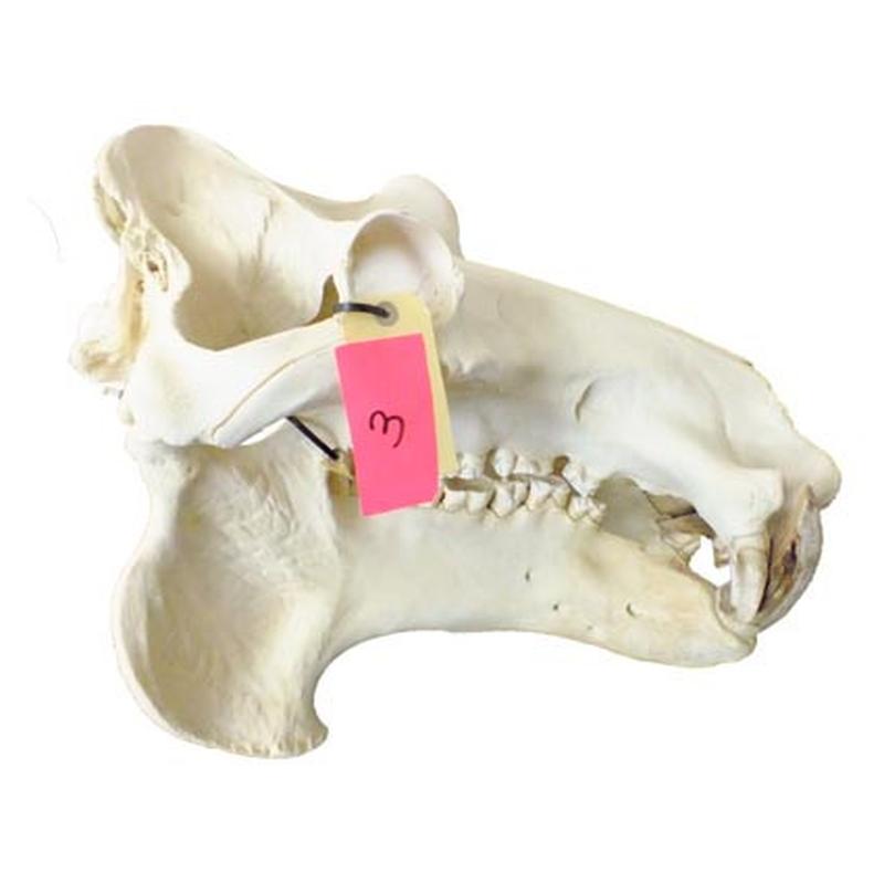 Hippo Skull HS03 - Image 2