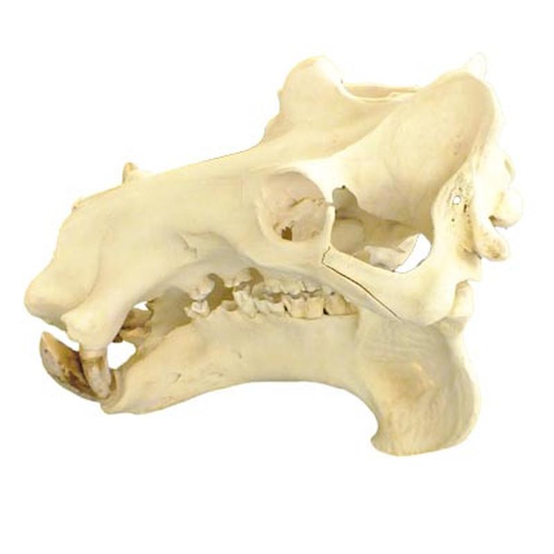 Hippo Skull HS03 - Image 3