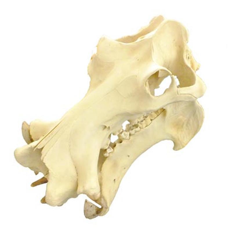 Hippo Skull HS03 - Image 4