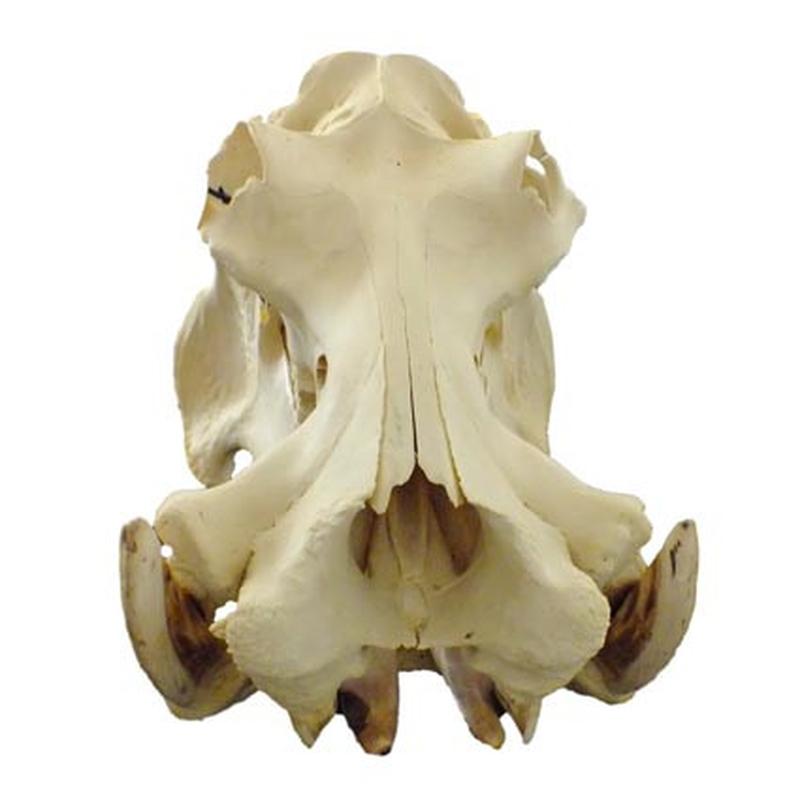 Hippo Skull HS03