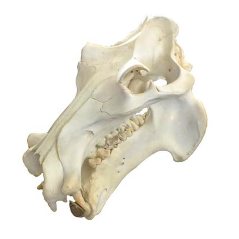 Hippo Skull HS04 - Image 2
