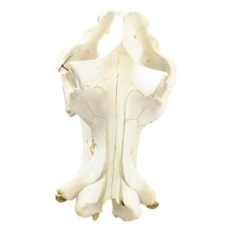 Hippo Skull HS04 - Image 3