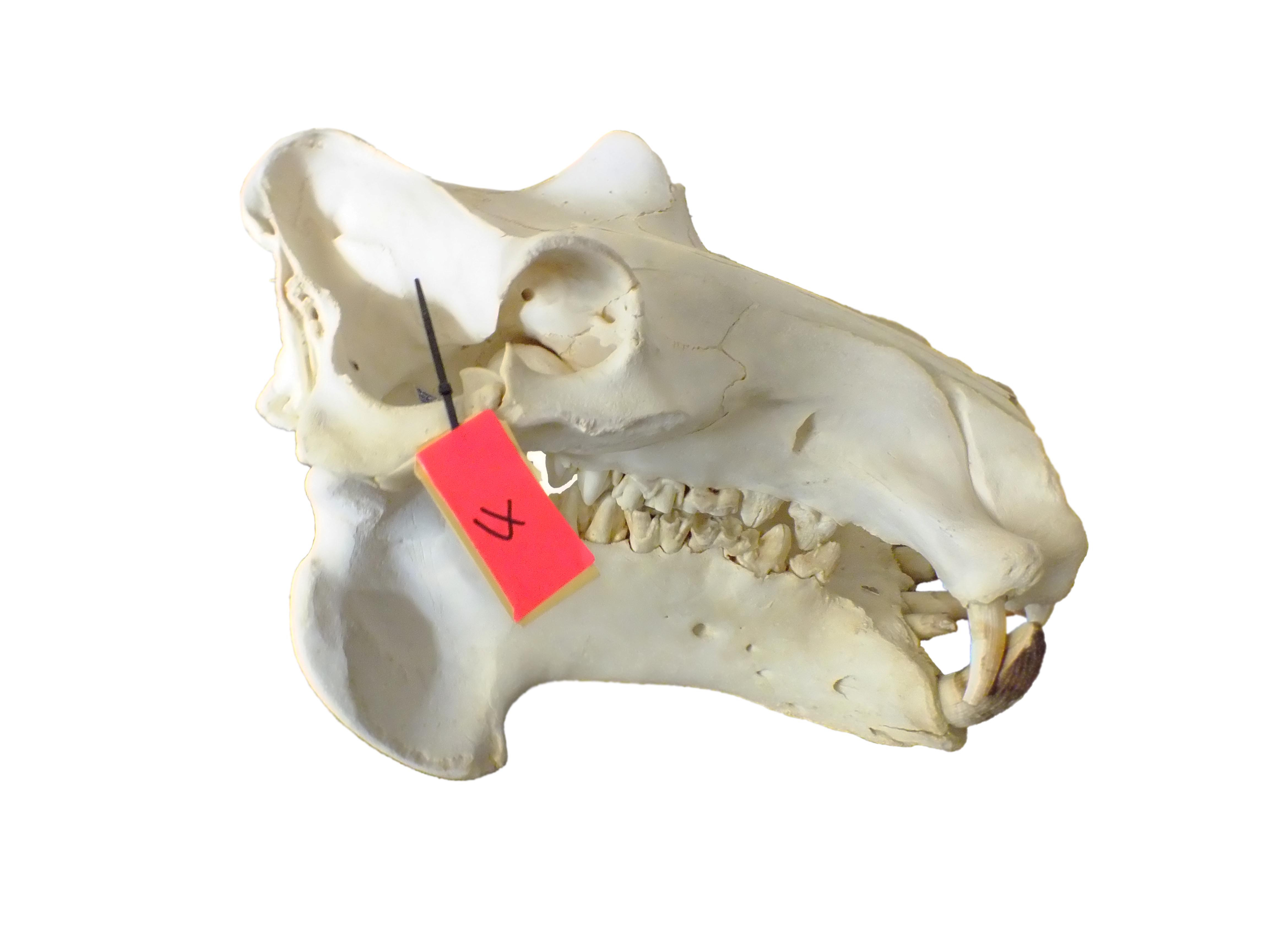 Hippo Skull HS04 - Image 4