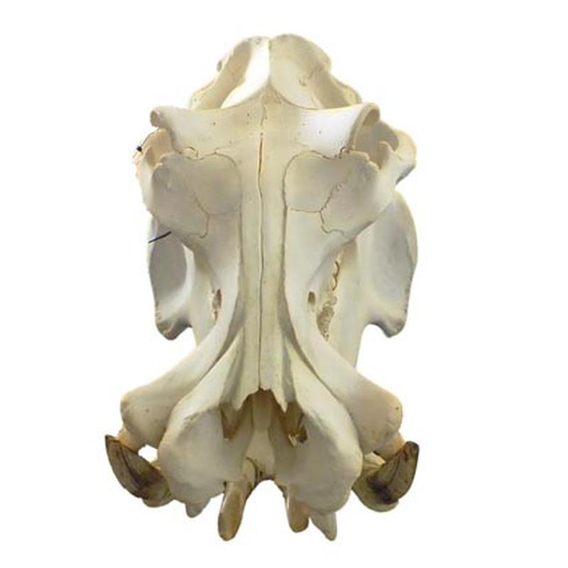 Hippo Skull HS04