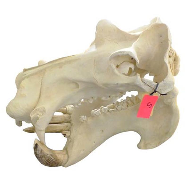 Hippo Skull HS05 - Image 2