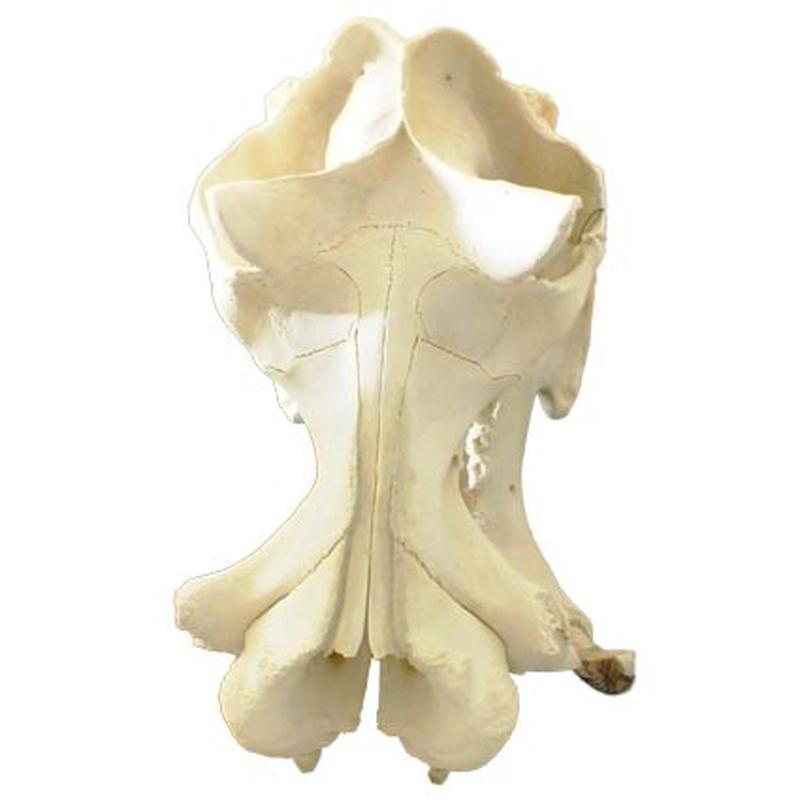 Hippo Skull HS05 - Image 3