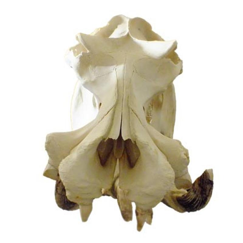 Hippo Skull HS05