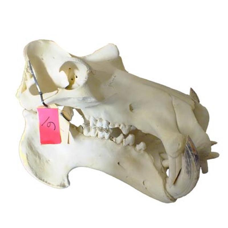 Hippo Skull HS06 - Image 2