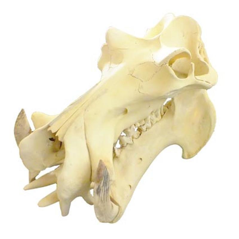Hippo Skull HS06 - Image 3